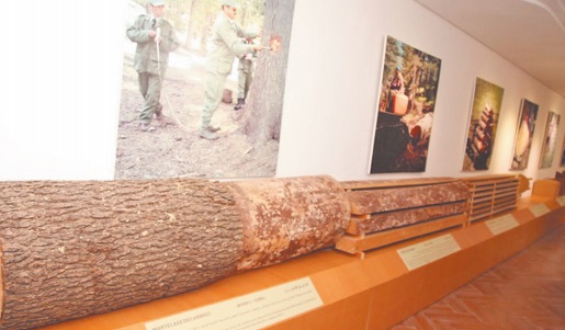 Maison de la cédraie d’Azrou: Un microcosme écologique au cœur du Moyen Atlas