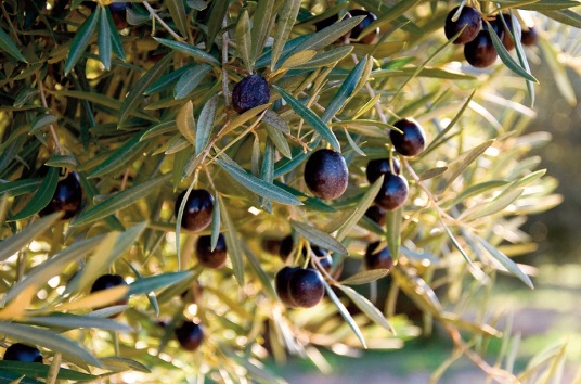 Grande souffrance de la faune et de la flore à Béni Mellal