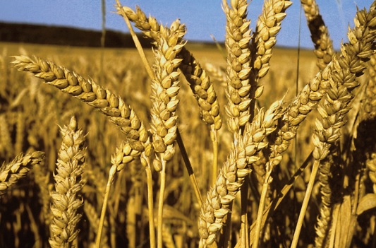 Une mystérieuse équipe pour la gestion du stockage stratégique !