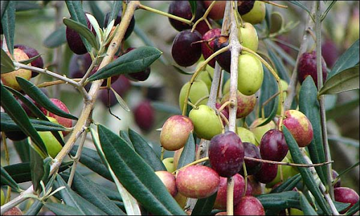 Hausse prévisionnelle de 21% de la production d'olives