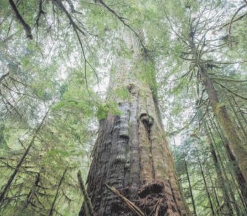 Dans l'ouest du Canada, une "guerre des bois" pour sauver une forêt ancestrale
