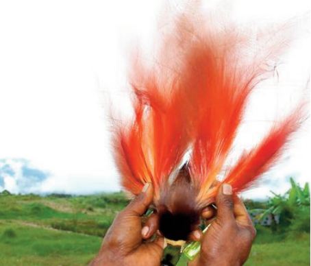 En Papouasie, les espèces “ reines de la forêt” menacées par la déforestation En Papouasie, les espèces “ reines de la forêt” menacées par la déforestation