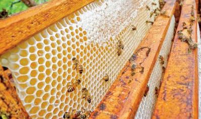 La maladie n'est pas à priori à l'origine de la disparition des abeilles dans certaines régions, selon l’ONSSA
