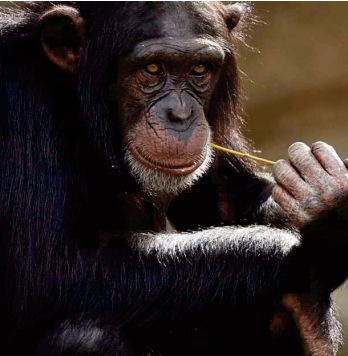 Chez les chimpanzés, casser les noix ne s'improvise pas