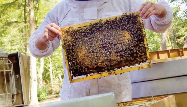 Effondrement des colonies d'abeilles: L'hypothèse d' une quelconque maladie des abeilles écartée