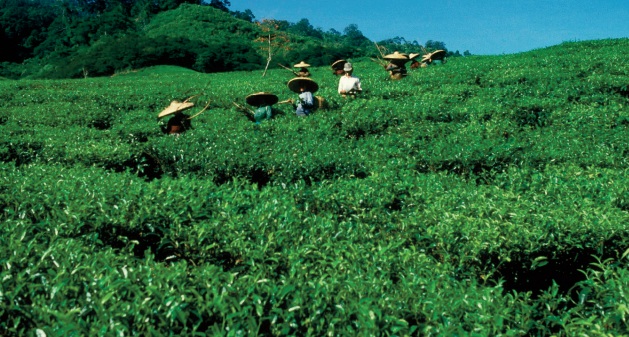 Le thé peut aider à transformer les systèmes agroalimentaires en vue d’éliminer la pauvreté et la faim