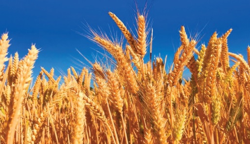 La BAD veut stimuler la production de blé en Afrique