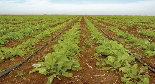 La Banque mondiale débloque 180 millions de dollars en appui à une agriculture durable au Maroc
