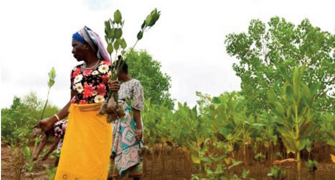Surexploitée, la précieuse mangrove kényane se relève grâce aux habitants Surexploitée, la précieuse mangrove kényane se relève grâce aux habitants