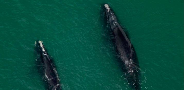 Dans l'Atlantique, des scientifiques au chevet des baleines noires Dans l'Atlantique, des scientifiques au chevet des baleines noires