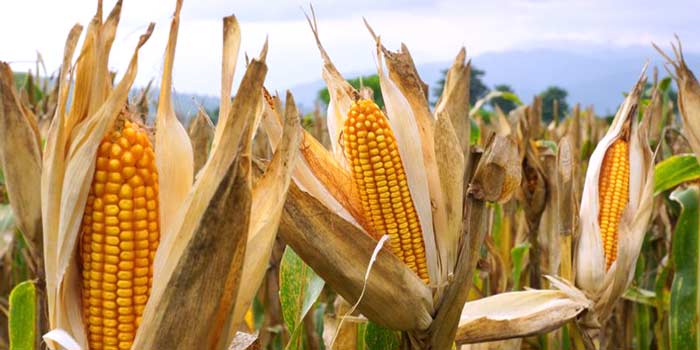 L’ envolée des prix des huiles végétales et du maïs s’estompe à l’échelle mondiale