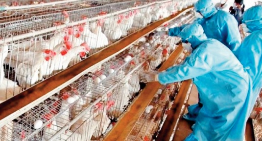 L'influenza aviaire, une pathologie menaçante pour le secteur avicole