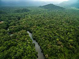 Biodiversité au Brésil; Course contre la montre des scientifiques en Amazonie