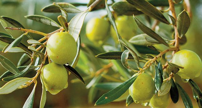 Par une chaleur écrasante, Felipe Elvira inspecte les branches de ses oliviers, qui s'étalent à perte de vue sur une colline poussiéreuse du sud de l'Espagne. "Sur ceux-là, il n'y a pas d'olives. Tout est sec", lâche-t-il, préoccupé. Propriétaire ave Par une chaleur écrasante, Felipe Elvira inspecte les branches de ses oliviers, qui s'étalent à perte de vue sur une colline poussiéreuse du sud de l'Espagne. "Sur ceux-là, il n'y a pas d'olives. Tout est sec", lâche-t-il, préoccupé. Propriétaire ave