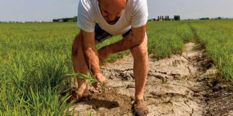 Les rizières du “triangle d'or” italien décimées par la sécheresse