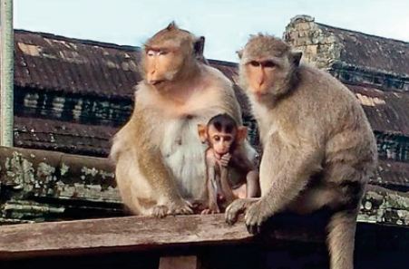 Autour d'Angkor, le fragile retour des espèces sauvages menacées