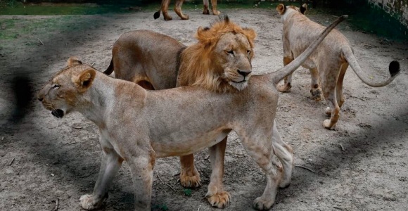Des lions du Pakistan proposés aux enchères