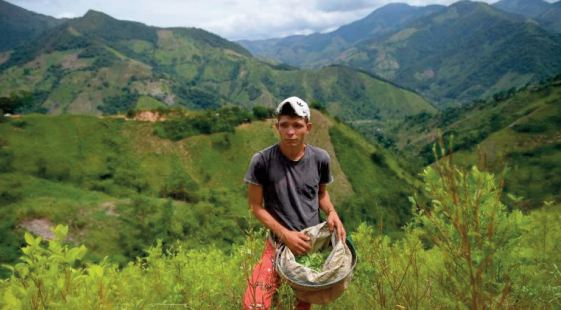 Le Catatumbo, royaume de la coca et chantier antidrogue de Petro