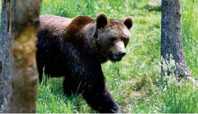 L'ours des Pyrénées, discrètement surveillé pour assurer sa survie