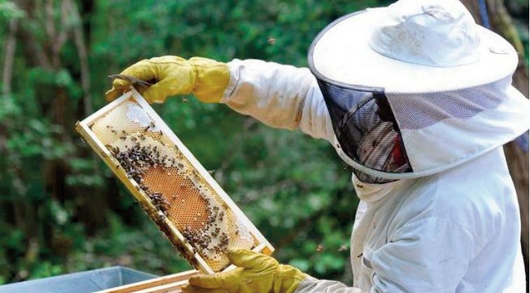 Abeilles malades et apiculteurs mal en point