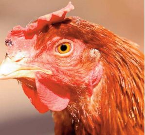 Poule mouillée, burgers et méduses Poule mouillée, burgers et méduses
