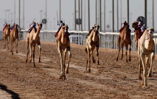 Au Qatar, les courses de dromadaires plus prisées que le foot Au Qatar, les courses de dromadaires plus prisées que le foot