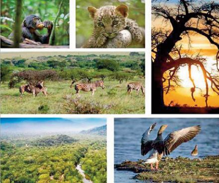 La responsabilité de l'Afrique de protéger la biodiversité