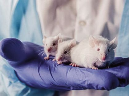 "Révolutionnaire": Des scientifiques créent une souris issue de deux pères