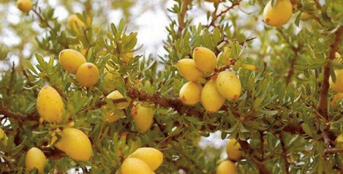 For the UN, the argan tree represents the richness of Morocco's natural heritage