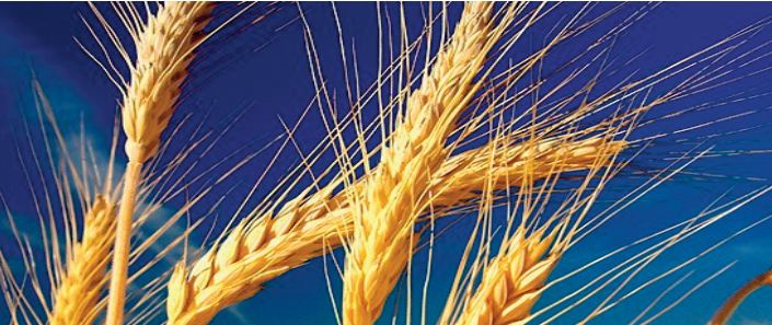 Recul attendu de la production mondiale de blé cette année Recul attendu de la production mondiale de blé cette année