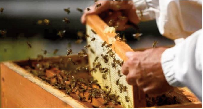 Un expert plaide pour l'instauration d'une véritable culture de l’apiculture au Maroc