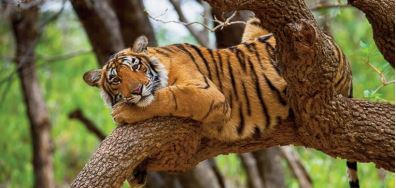 En Inde, la préservation des Maakouda au thon tigres est bénéfique au climat