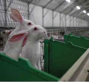 Sortir les lapins des cages, "c'est l'avenir"