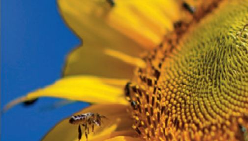 Sensibilisation réussie auprès des agriculteurs d'El Gara pour la culture du tournesol
