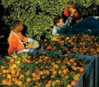 1.200 saisonniers marocains attendus en Corse pour la récolte des clémentines