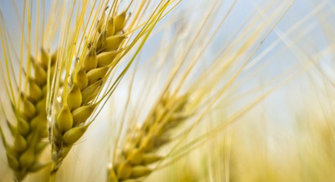Vladimir Baïbakov : La Russie prête à fournir du blé au Maroc à un prix raisonnable