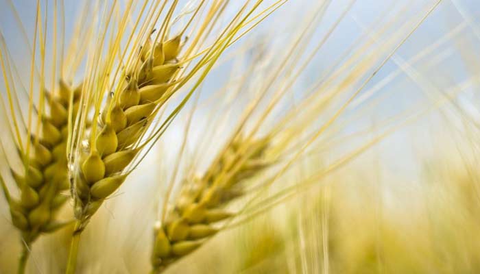 Des céréales françaises pour combler les besoins du marché marocain