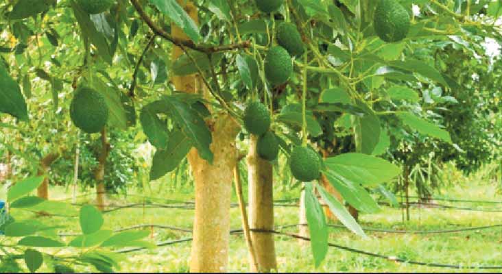 L’actuel modèle agricole ? Un fiasco