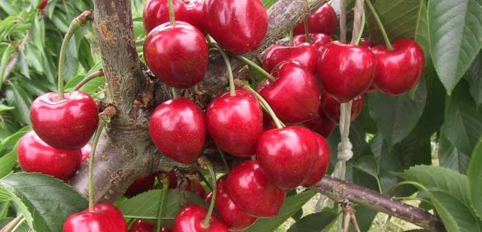 100 cerisiers pour le centenaire du Festival des cerises