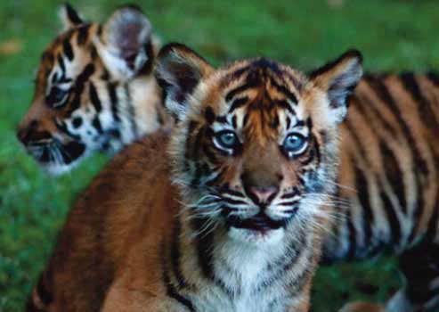 L'Indonésie veut confirmer si le tigre de Java existe toujours à l'état sauvage