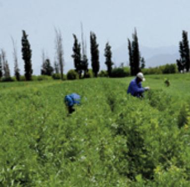 Les dernières précipitations ravivent l’espoir des agriculteurs