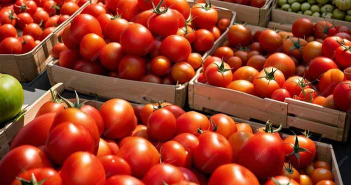 La tomate marocaine fait de nouveau grincer des dents en Hexagone