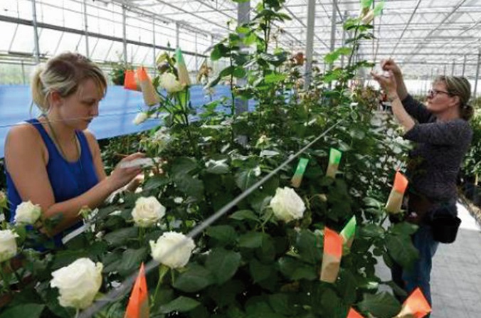 La rose à la recherche du parfum perdu La rose à la recherche du parfum perdu