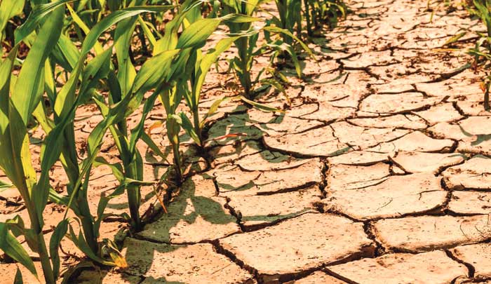 Modifier les modes de production agricole et alimentaire réduirait de près d'un tiers les émissions de gaz à effet de serre