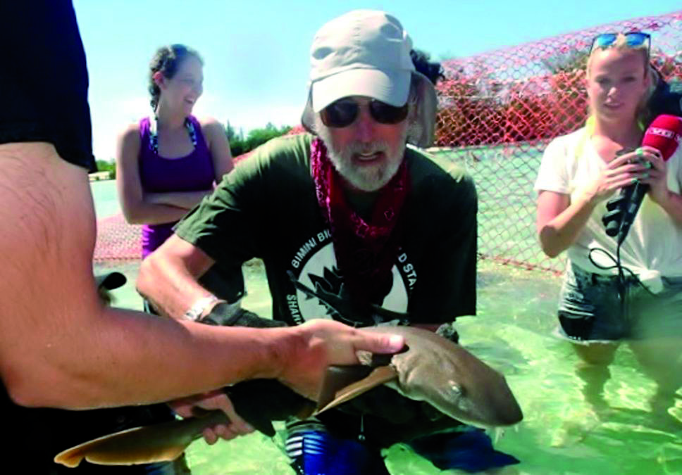 Nager avec des requins aux Bahamas