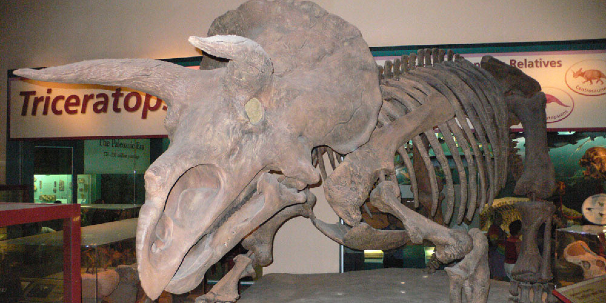 La famille des tricératops s'agrandit après la découverte d'un nouveau dinosaure La famille des tricératops s'agrandit après la découverte d'un nouveau dinosaure