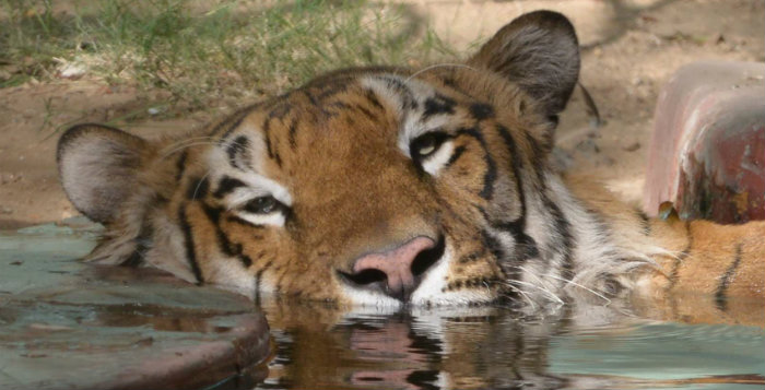 Le tigre se meurt dans la plus vaste mangrove de la planète