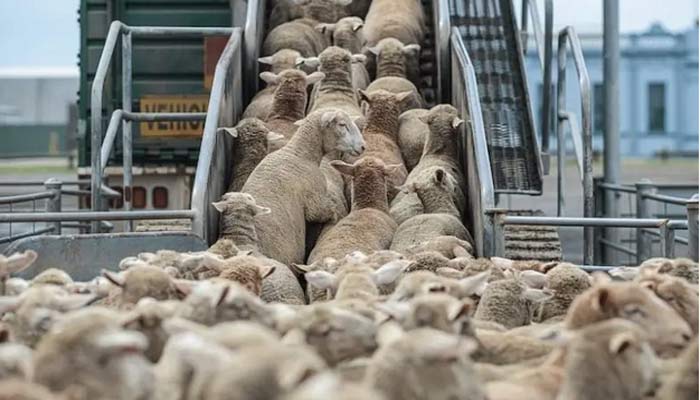 Moutons subventionnés. Spéculateurs engraissés, consommateurs plumés Moutons subventionnés. Spéculateurs engraissés, consommateurs plumés