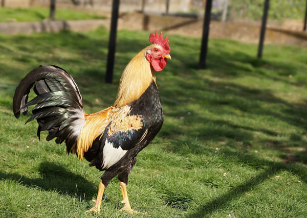Chanter au lever du jour, un  privilège de chef chez les rois de la basse-cour Chanter au lever du jour, un  privilège de chef chez les rois de la basse-cour