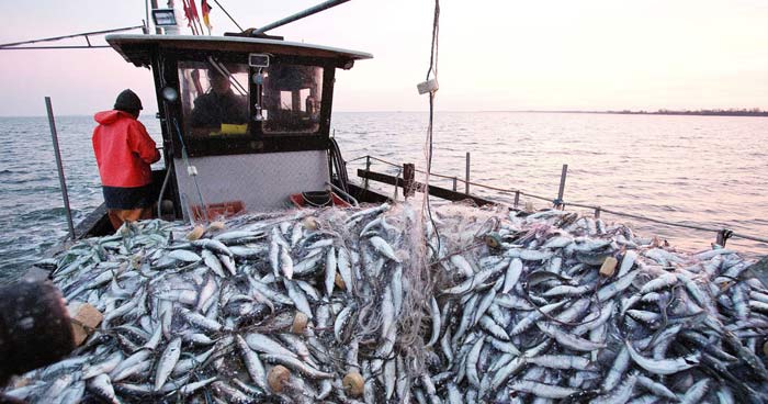 Port de Laâyoune: Les débarquements de pêche reculent de 46% à fin mai